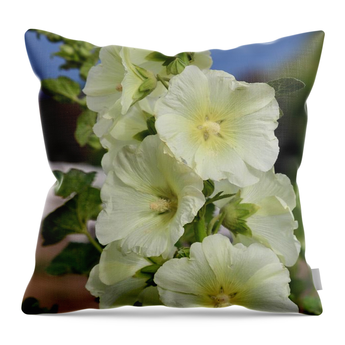 Hollyhock Throw Pillow featuring the photograph White Hollyhocks Close Up by Carol Groenen