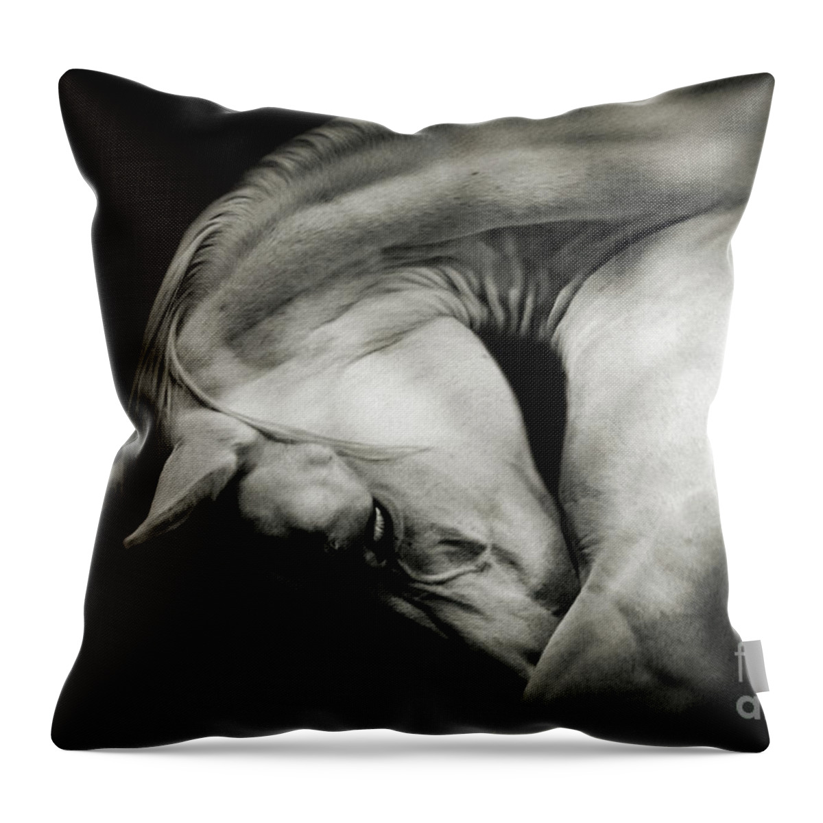 Horse Throw Pillow featuring the photograph White Horse Sensual Portrait On Black Background by Dimitar Hristov