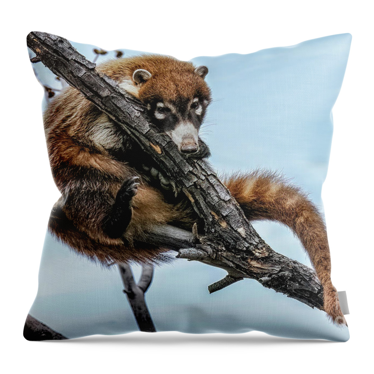 Coati Throw Pillow featuring the photograph White-nosed Coati 5 by Al Andersen