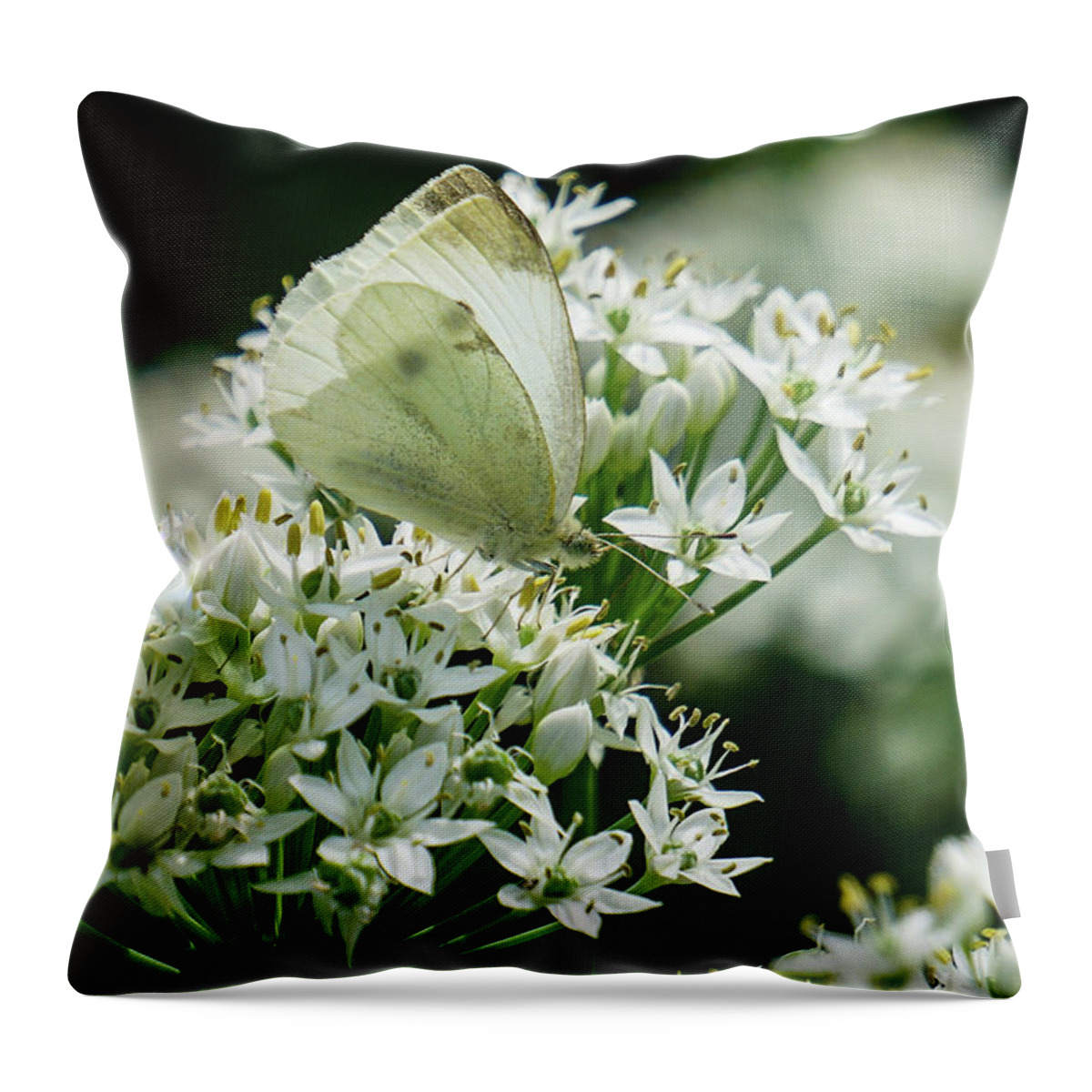 Cabbage White Throw Pillow featuring the photograph White on White by Tana Reiff