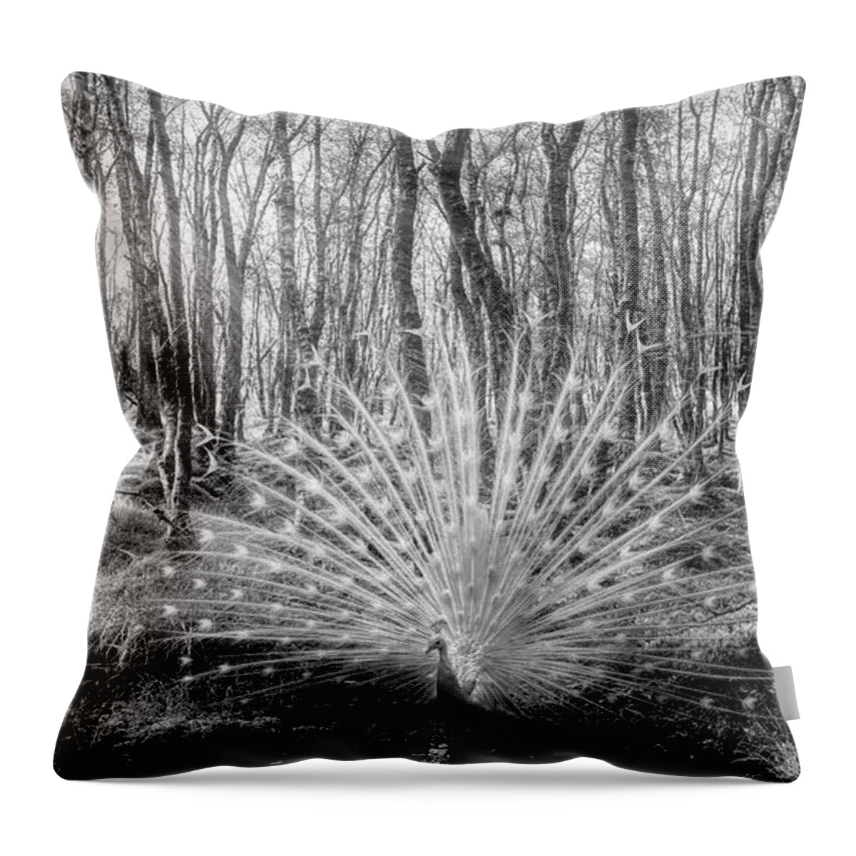 Peacock Throw Pillow featuring the photograph White Peacock in the Beauty of the Forest in Black and White by Debra and Dave Vanderlaan