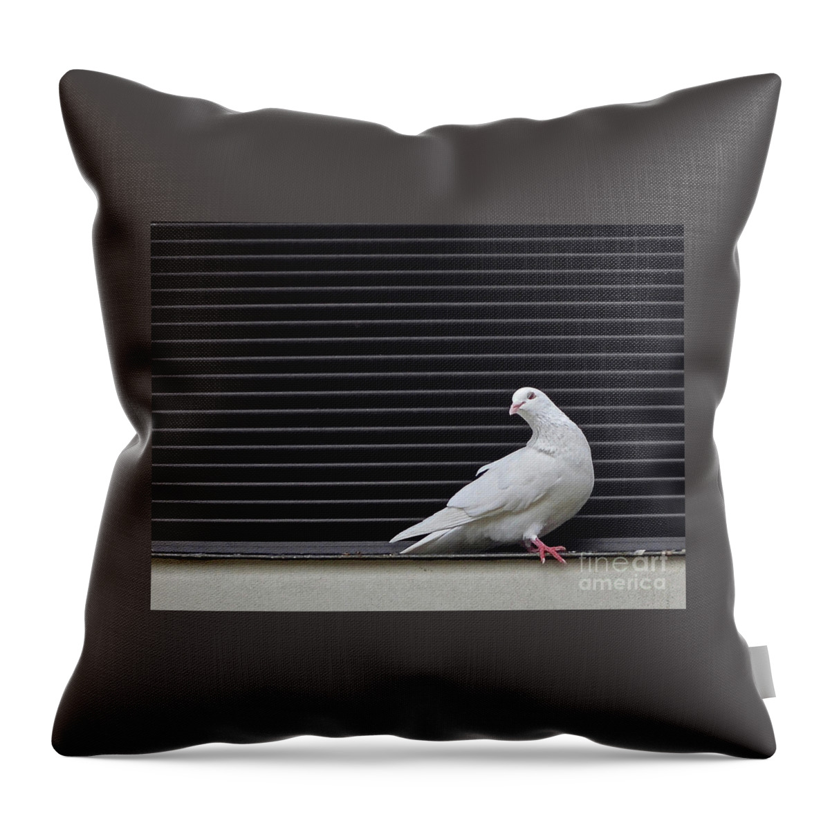 White Throw Pillow featuring the photograph White Pigeon Oahu by Ron Long