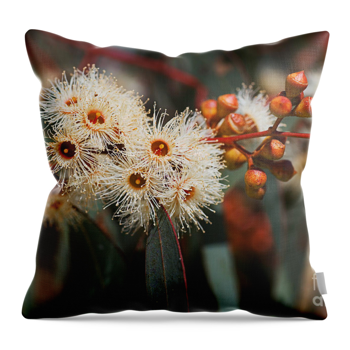 Corymbia Ficifolia Throw Pillow featuring the photograph White Snowflake Eucalyptus Flowers by Joy Watson