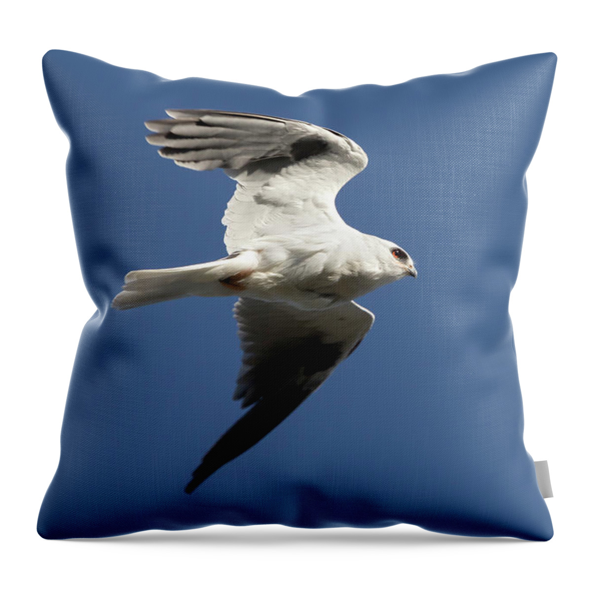 Kite Throw Pillow featuring the photograph White Tailed Kite in Flight by Rick Pisio