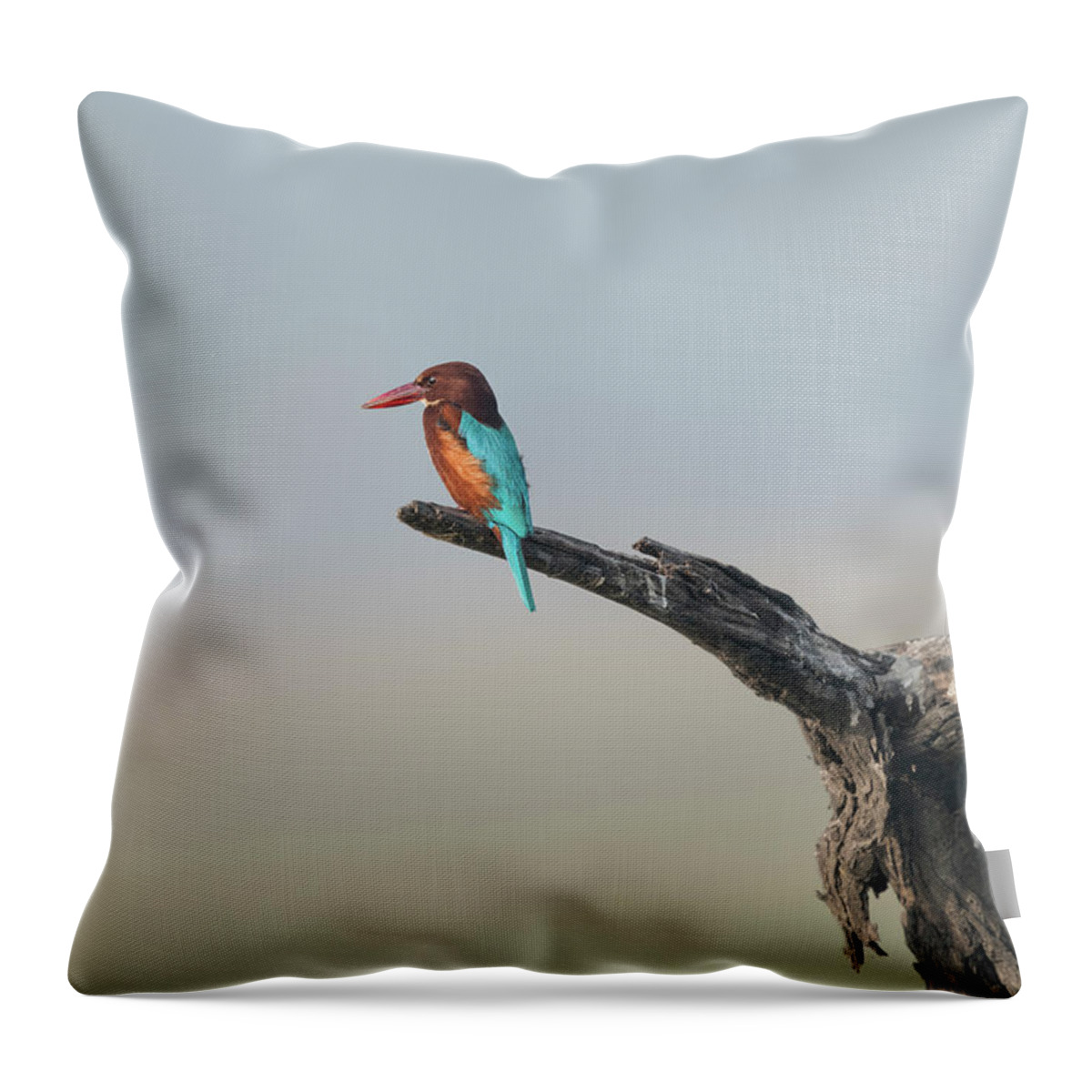 White-throated Kingfisher Throw Pillow featuring the photograph White-throated Kingfisher #4 by Puttaswamy Ravishankar