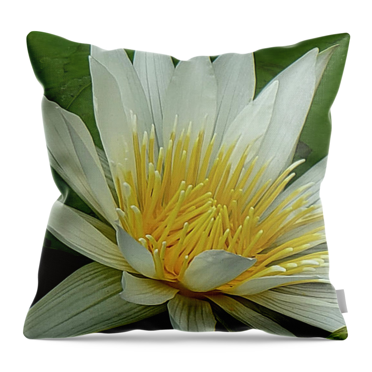 Art Throw Pillow featuring the photograph White Water Lily by Jeannie Rhode