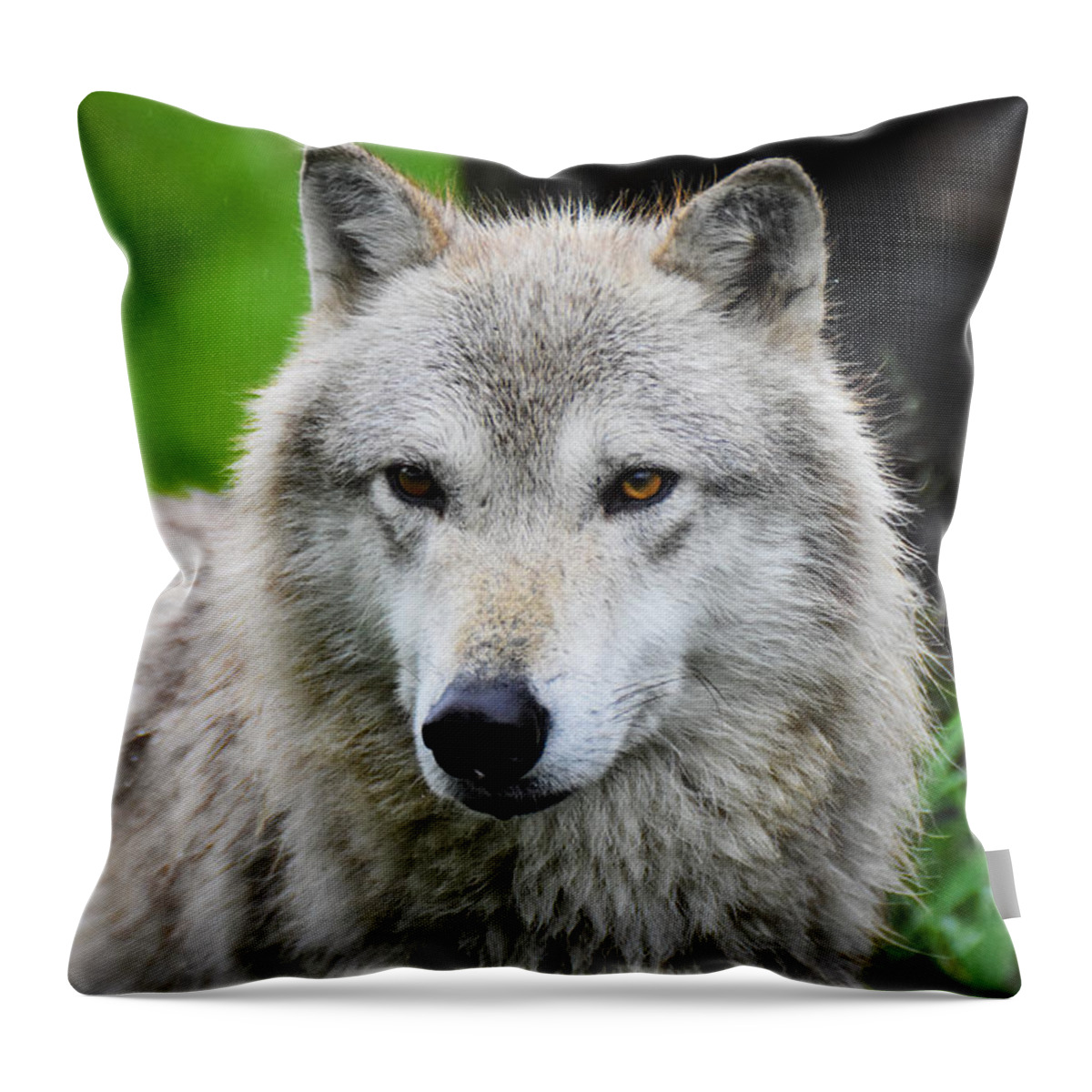 White Wolf Alpha Male Alaska Wildlife Conservatory Canine Hunter Pack Throw Pillow featuring the photograph White wolf by Ed Stokes