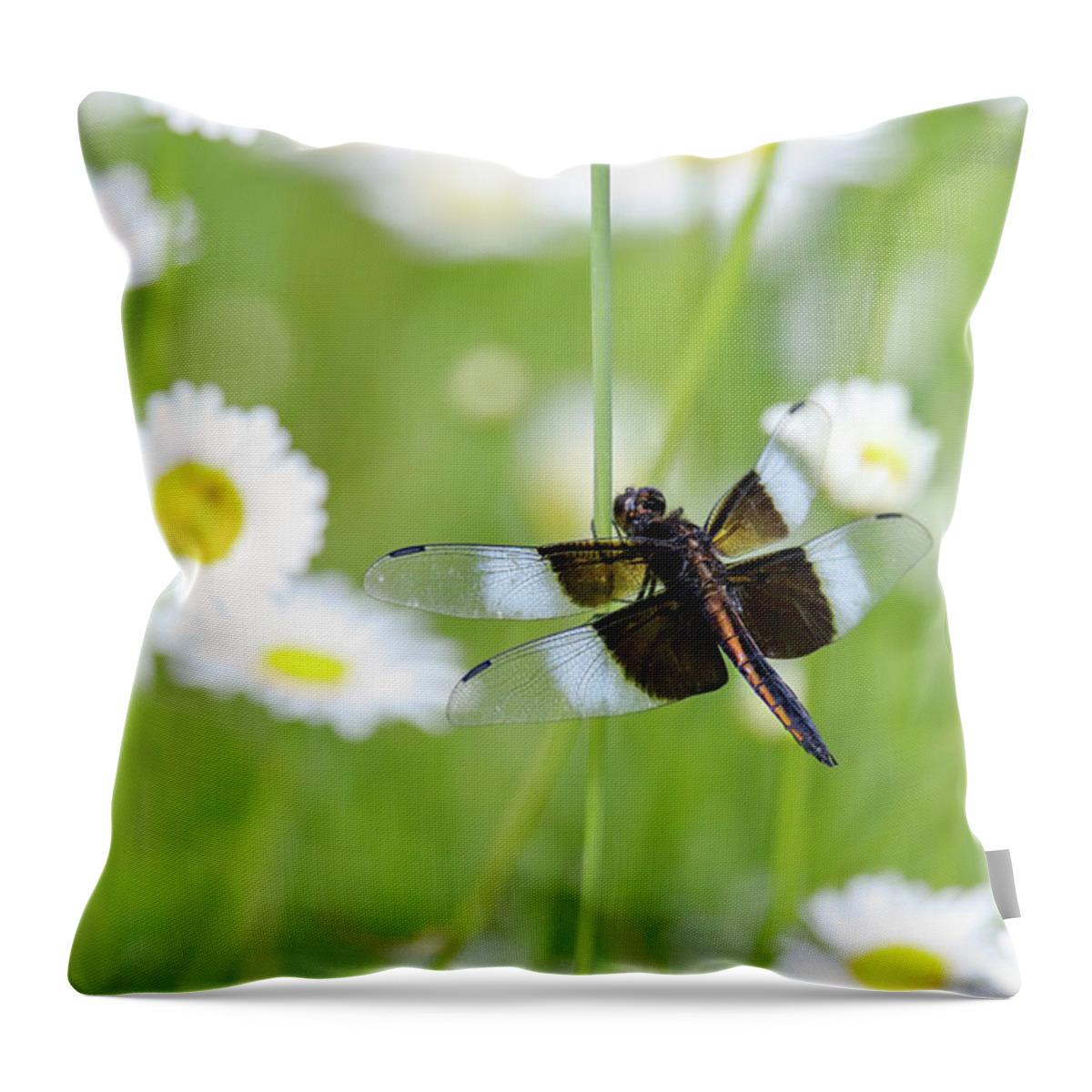 Dragonfly Throw Pillow featuring the photograph Widow Skimmer Dragonfly by Brook Burling