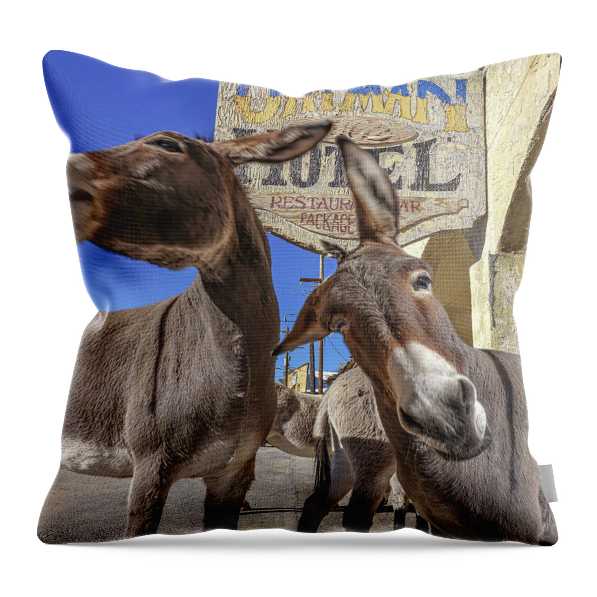 Donkeys Throw Pillow featuring the photograph Wild And Crazy Long Ears by Don Schimmel