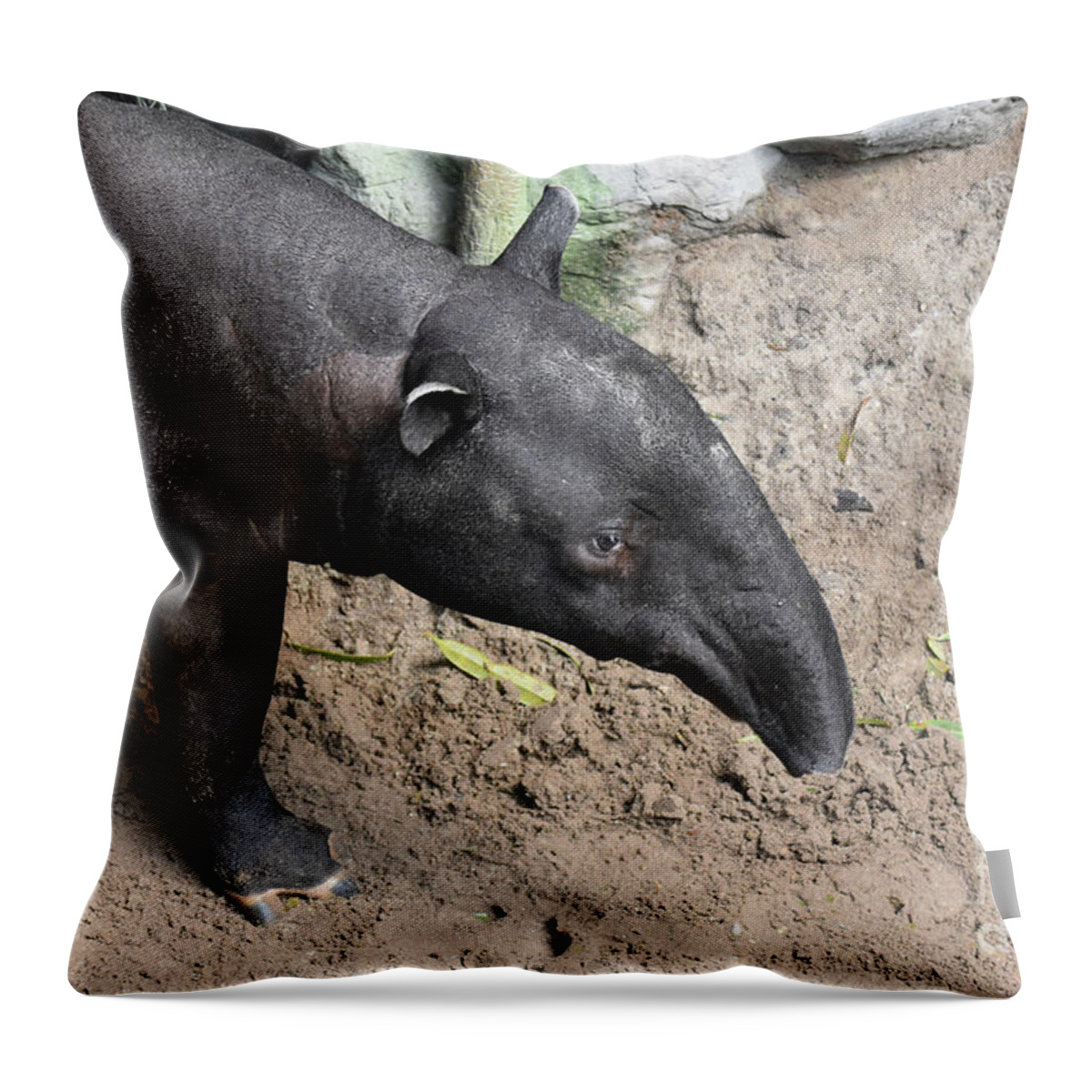 Tapir Throw Pillow featuring the photograph Wild animal photo of a bairds tapir by DejaVu Designs