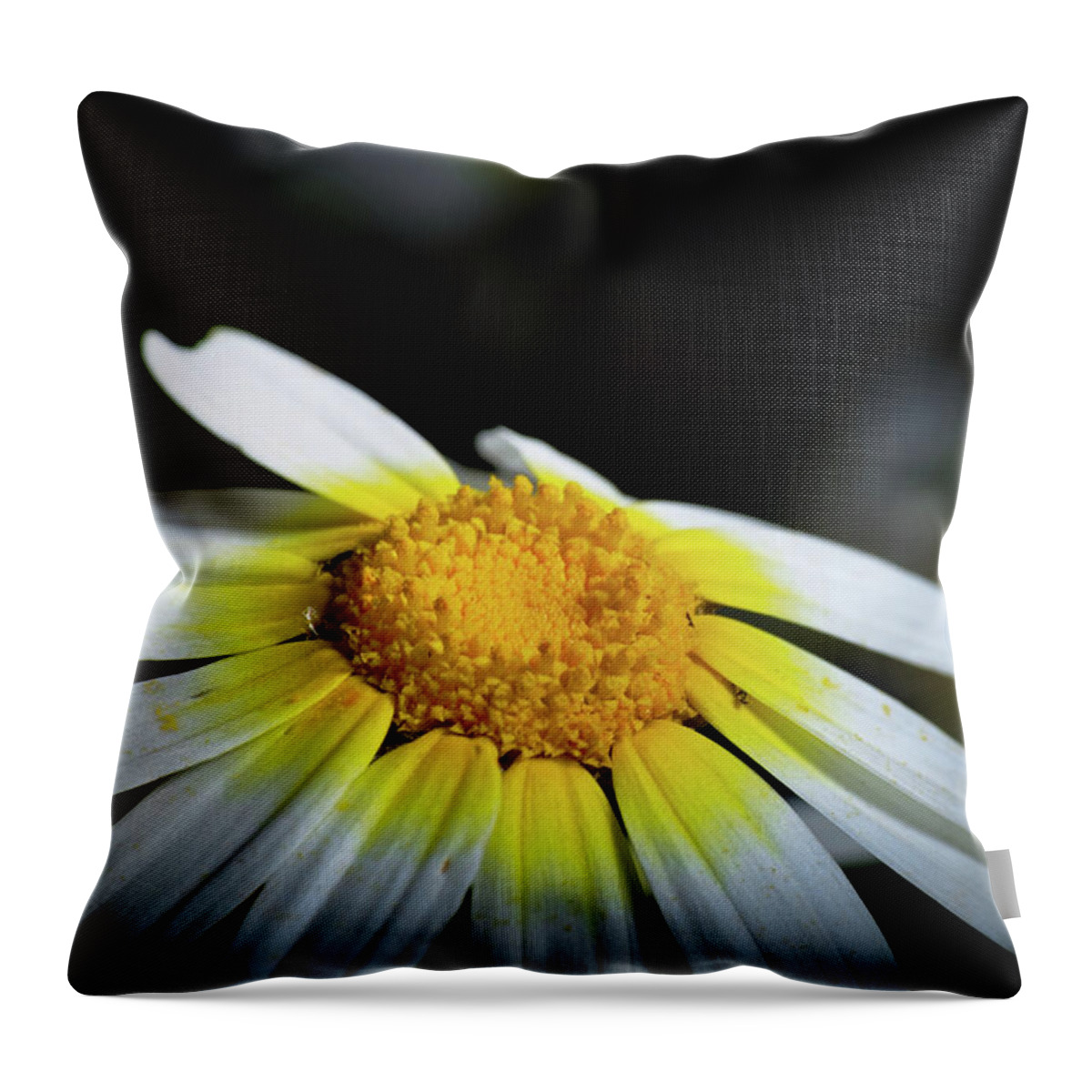 Daisy Flower Throw Pillow featuring the photograph Wild Daisy Flower by Angelo DeVal