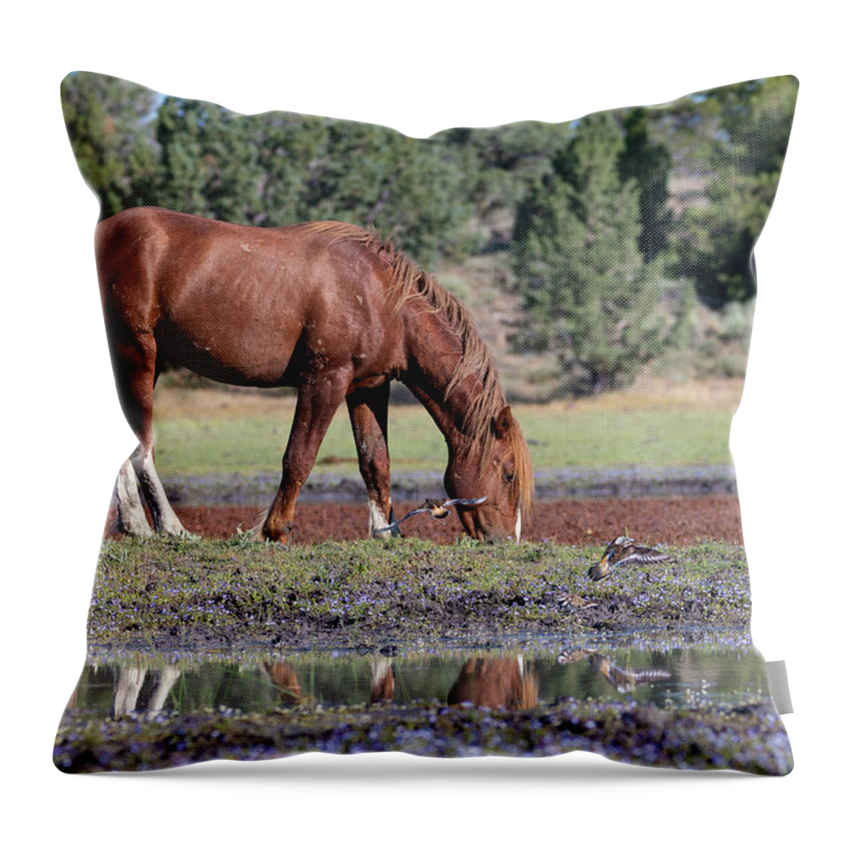 Wild Horses Throw Pillow featuring the photograph Wild Horse and the Killdeer by Mary Hone