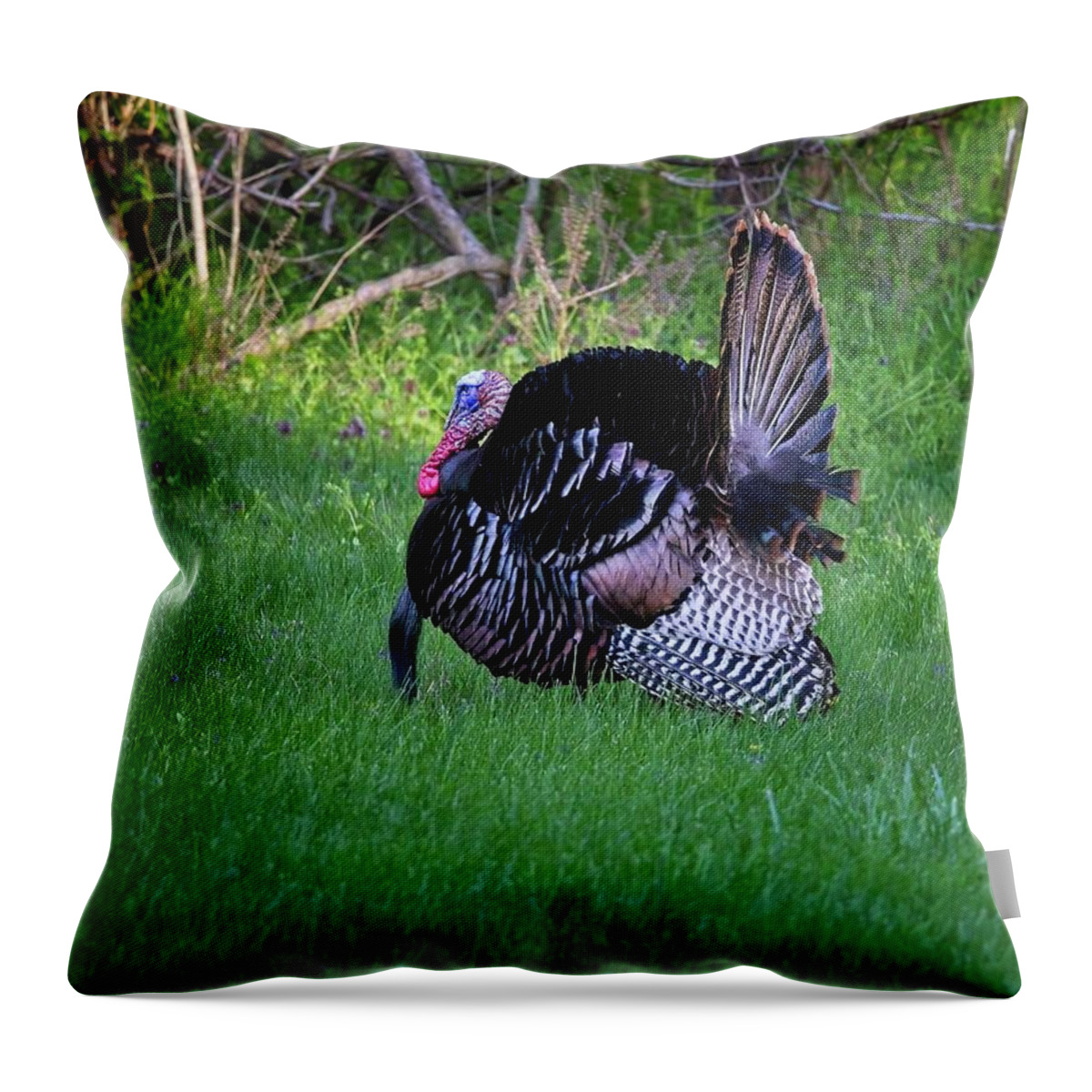 Wildlife Throw Pillow featuring the photograph Wild Turkey Gobbler displaying during mating season by Ronald Lutz