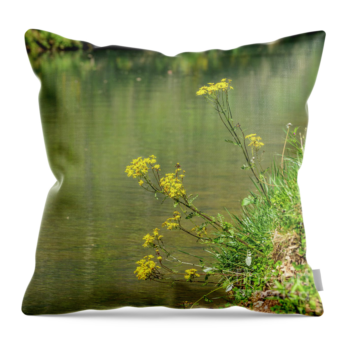 Wildflowers Throw Pillow featuring the photograph Wild Yellow Daisies Along The Creek by Jennifer White
