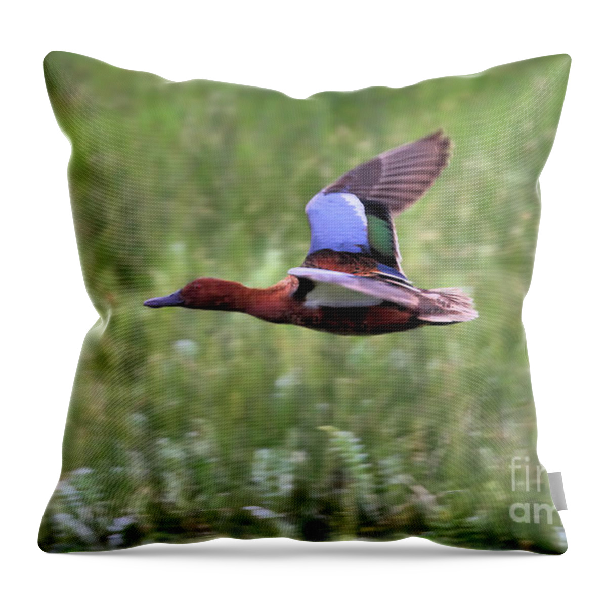 Wildlife Throw Pillow featuring the photograph Wildlife_Cinnamon Teal_Yellowstone NP_IMG_2851 by Randy Matthews