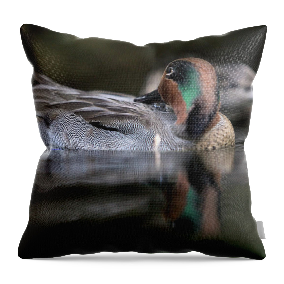 Nature Throw Pillow featuring the photograph Wildlife_Green Winged Teal_Merrirt Island National Wildlife Refuge_IMG1692 by Randy Matthews
