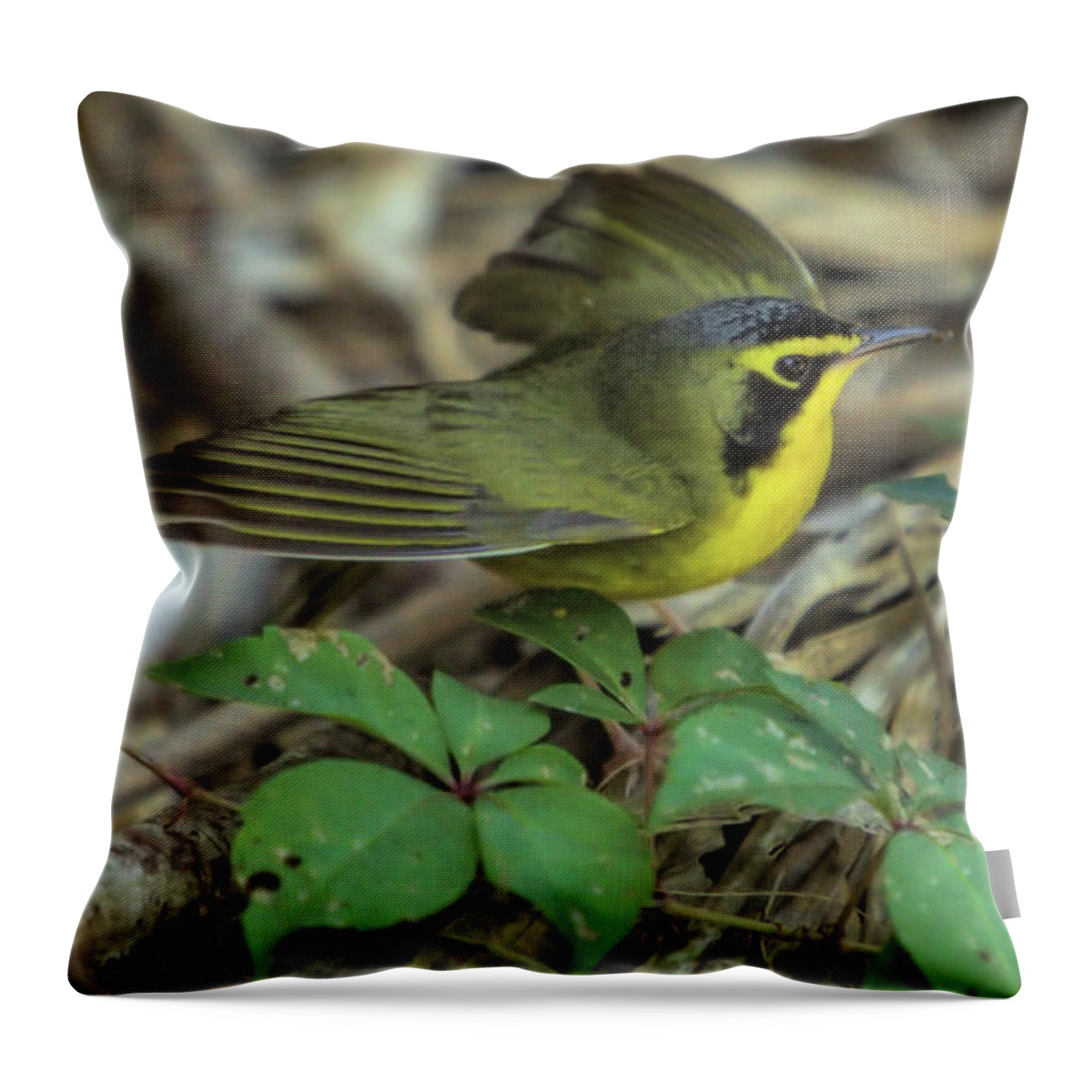 Birds Throw Pillow featuring the photograph Wildlife_Kentucky Warbler_Everglades National Park_0F7A0813 by Randy Matthews