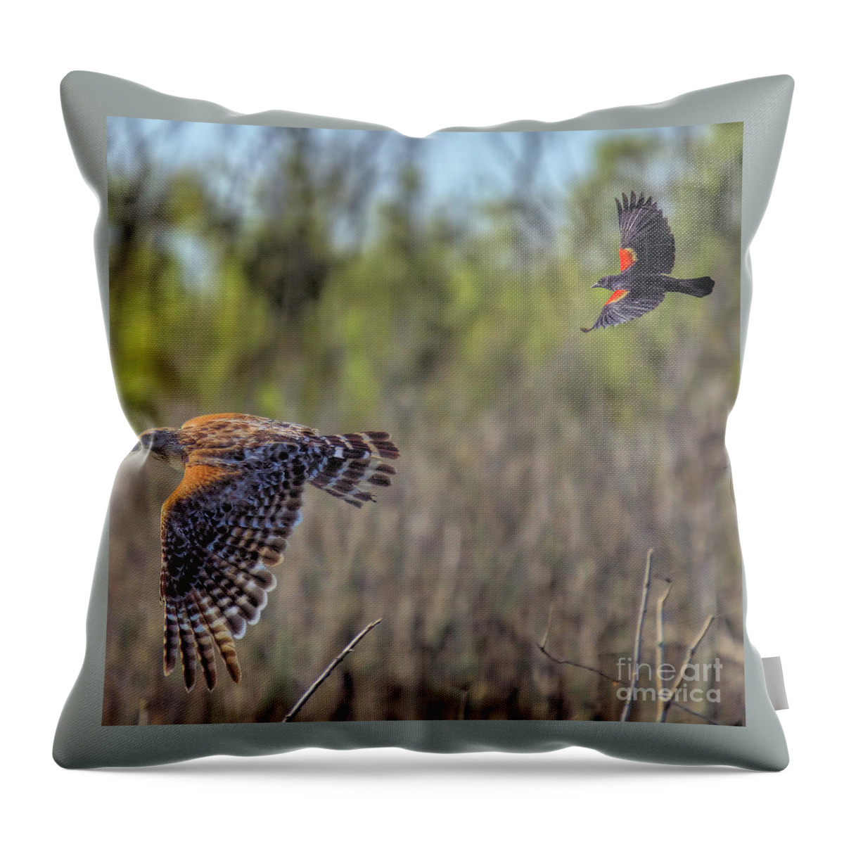 Nature Throw Pillow featuring the photograph Wildlife_Red Shoulder Hawk and Red Winged Blackbird_Lake Apopka_0F7A0399 by Randy Matthews
