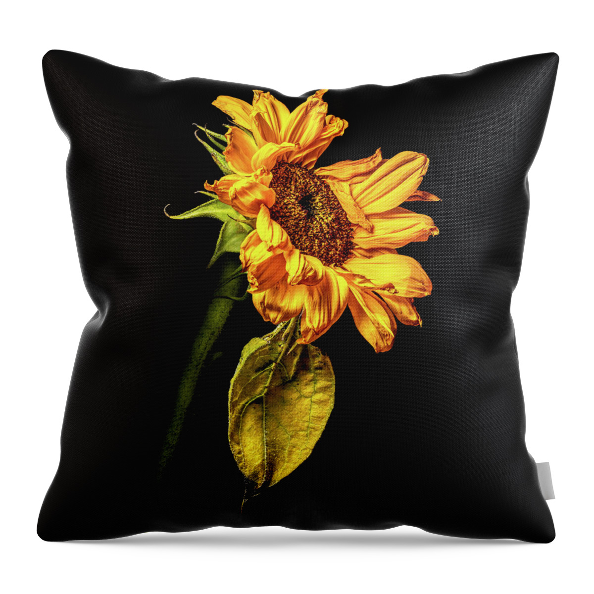 Black Background Throw Pillow featuring the photograph Wilting Sunflower #3 by Kevin Suttlehan