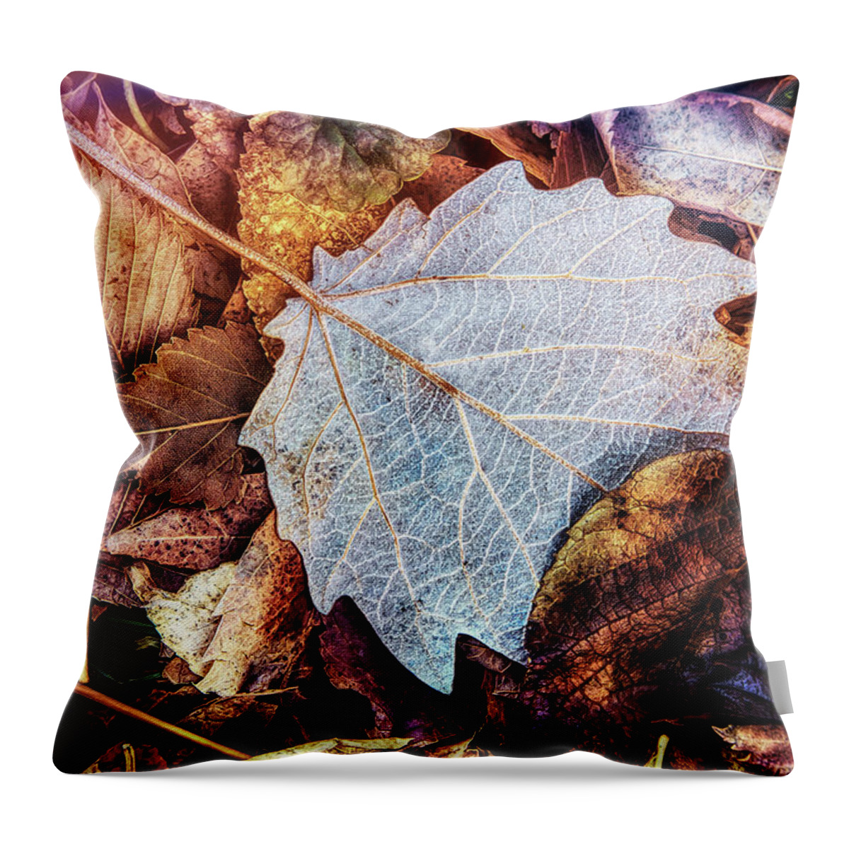Bleached Throw Pillow featuring the photograph Winter Afternoon by Steve Sullivan