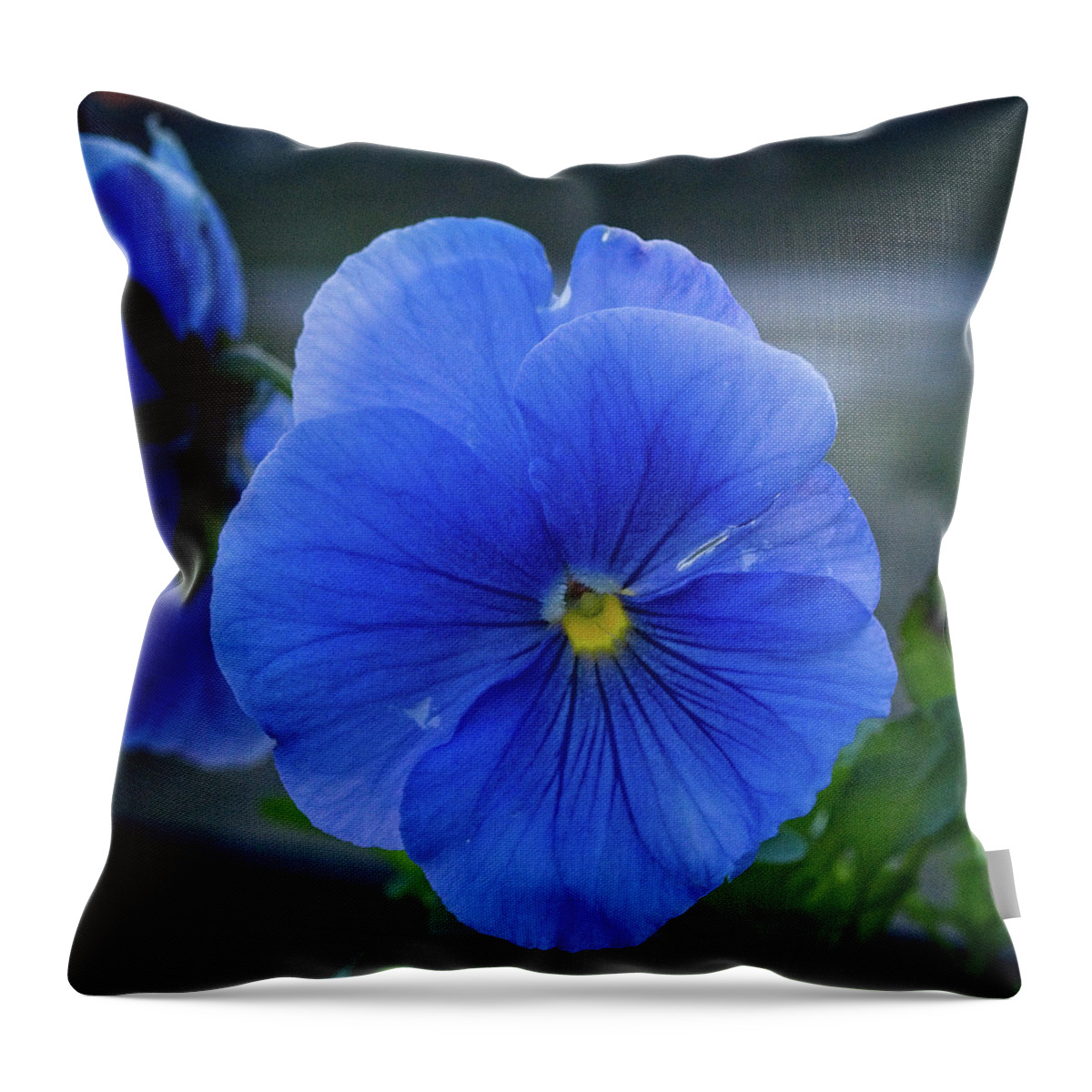 Nature Throw Pillow featuring the photograph Winter Bloom by George Taylor