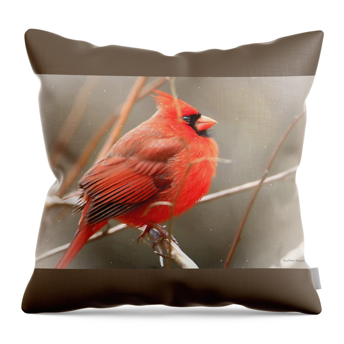 Birds Throw Pillow featuring the photograph Winter Cardinal 3 by Mary Walchuck