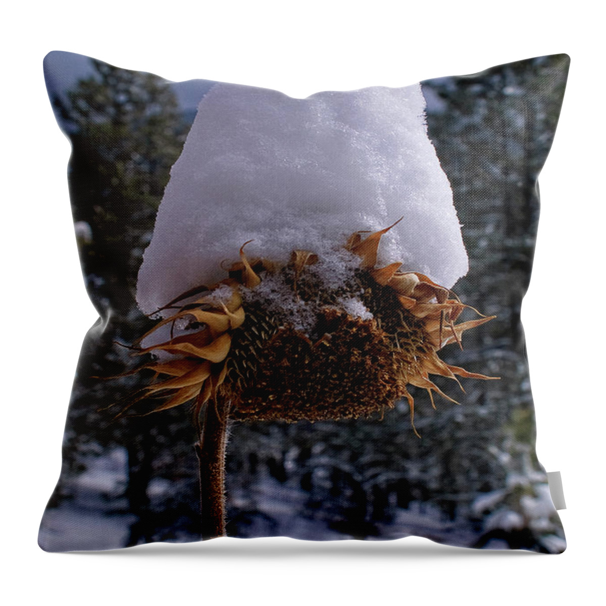 Desert Forest Garden Throw Pillow featuring the digital art Winter Coat by Becky Titus