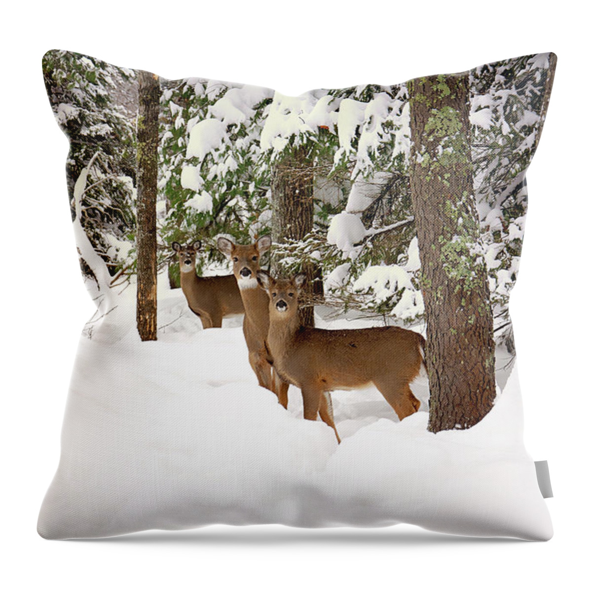 Winter Deer In The Woods Throw Pillow featuring the photograph Winter Deer in the Woods by Gwen Gibson