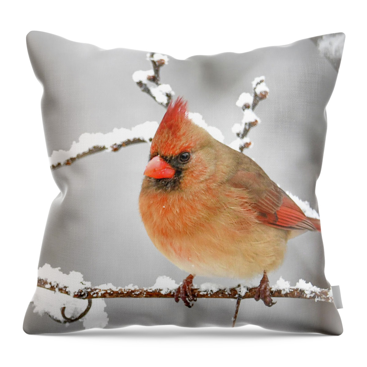 Winter Female Cardinal Throw Pillow featuring the photograph Winter Female Cardinal by Michelle Wittensoldner