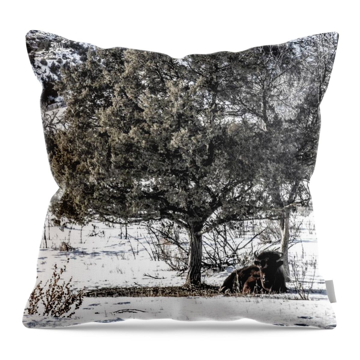 Bison Throw Pillow featuring the photograph Winter Rest by Amanda R Wright