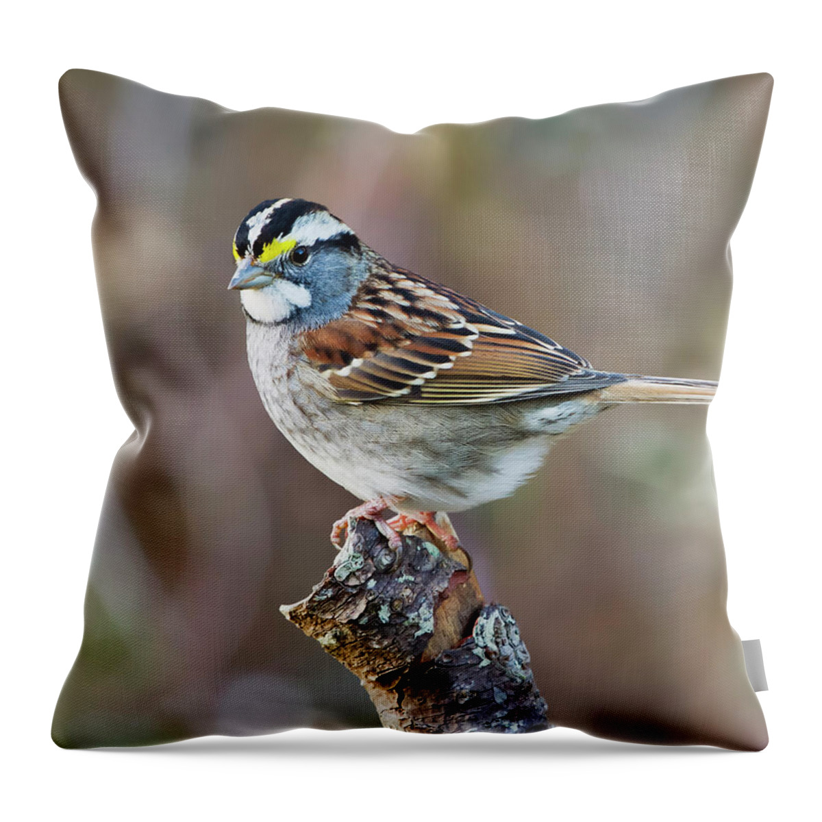 Bird Throw Pillow featuring the photograph Wite-Throated Sparrow by Mango Art