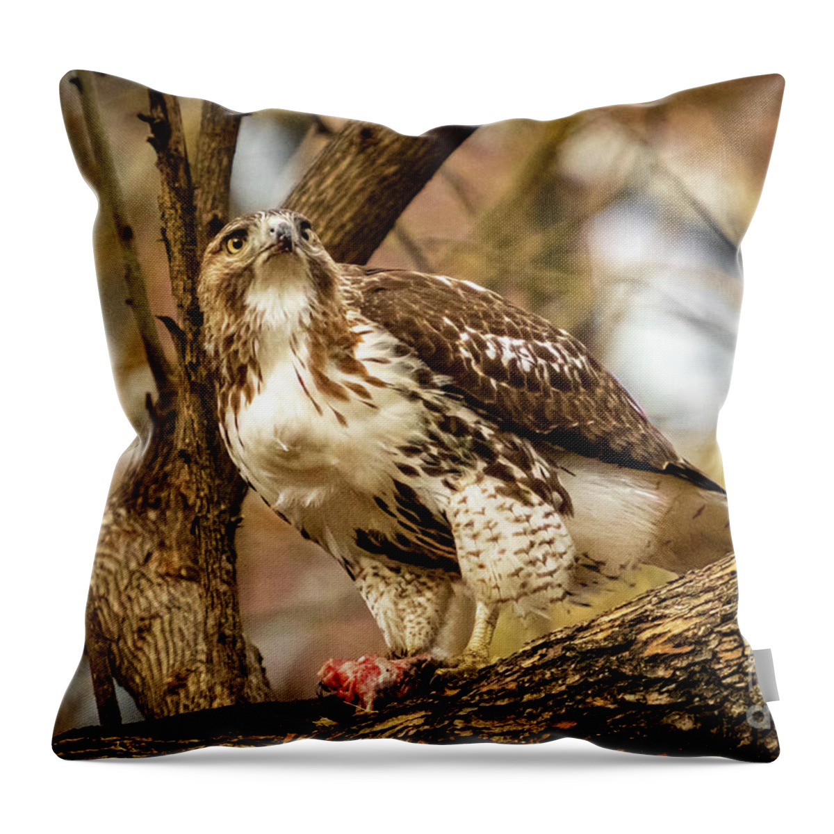 Hawk Throw Pillow featuring the photograph With a Meal by Alyssa Tumale