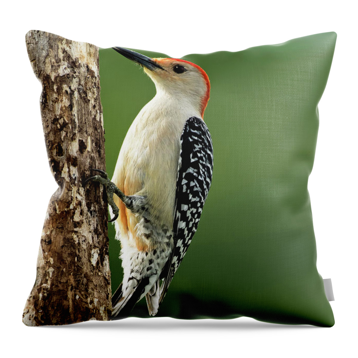Woodpeckers Throw Pillow featuring the photograph Woody by Jamie Pattison