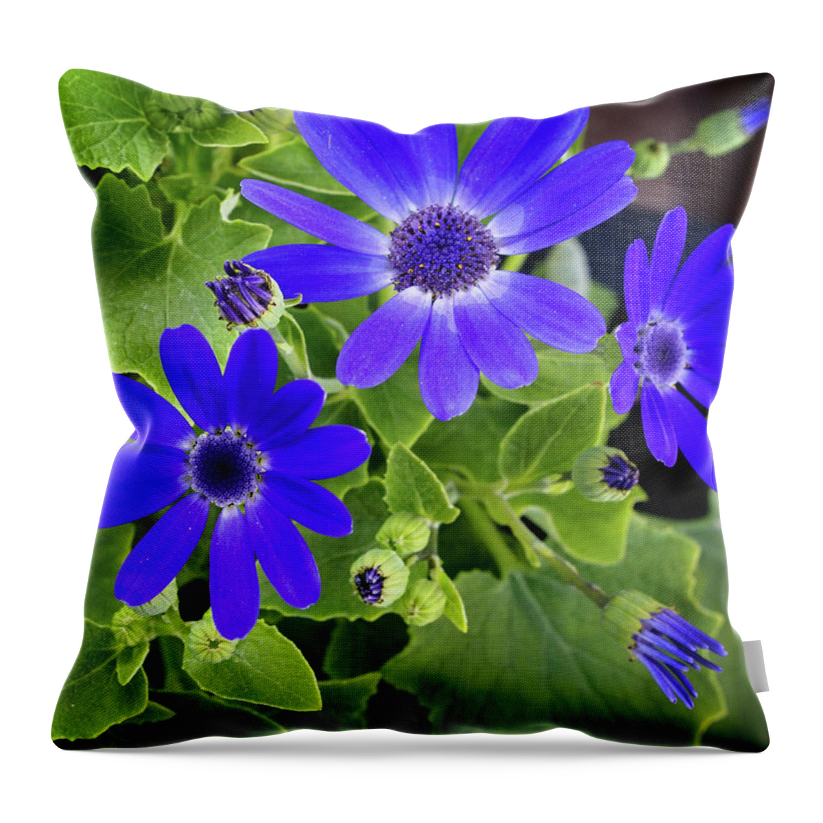 X230410-106 Throw Pillow featuring the photograph X230410-106 by Dorothy Lee