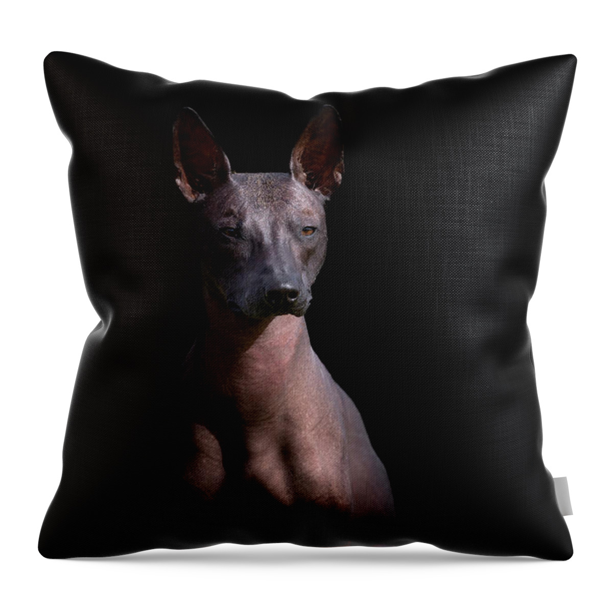 Xoloitzcuintli Throw Pillow featuring the photograph Xoloitzcuintle Portrait on Black by Diana Andersen