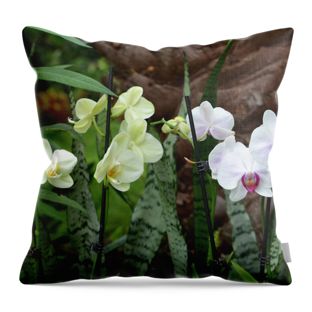 Orchid Throw Pillow featuring the photograph Yellow And White Orchids by Aimee L Maher ALM GALLERY