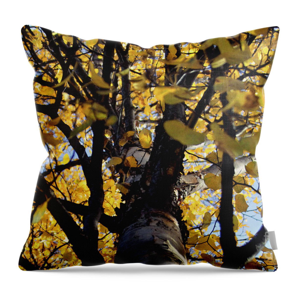 Yellow Throw Pillow featuring the photograph Yellow Aspen Looking Up by Kimberly Blom-Roemer