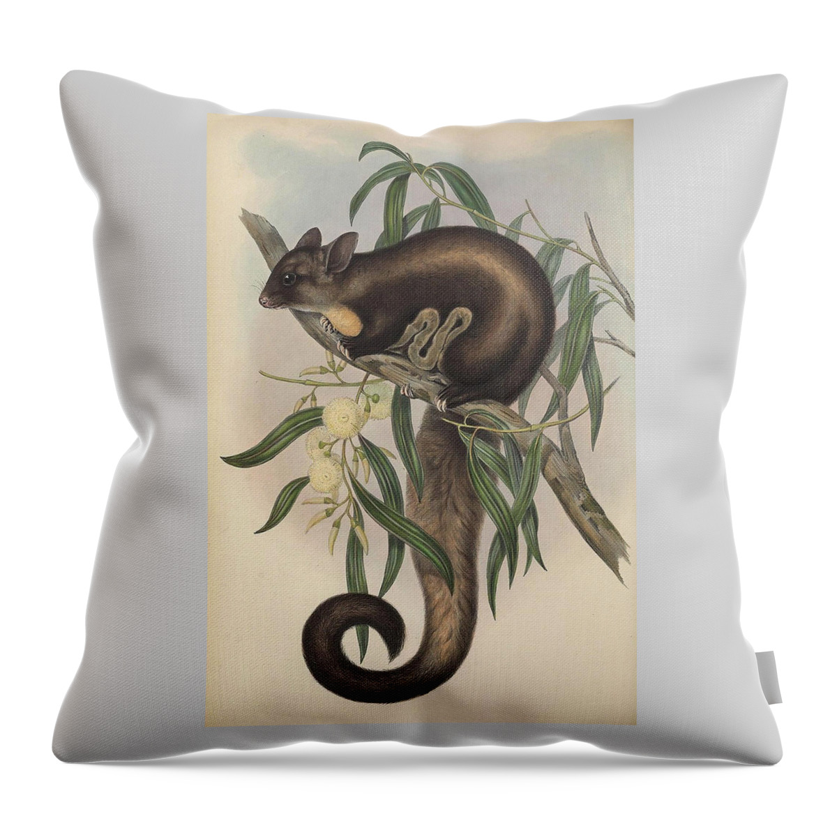Australia Throw Pillow featuring the drawing Yellow Bellied Glider by John Gould