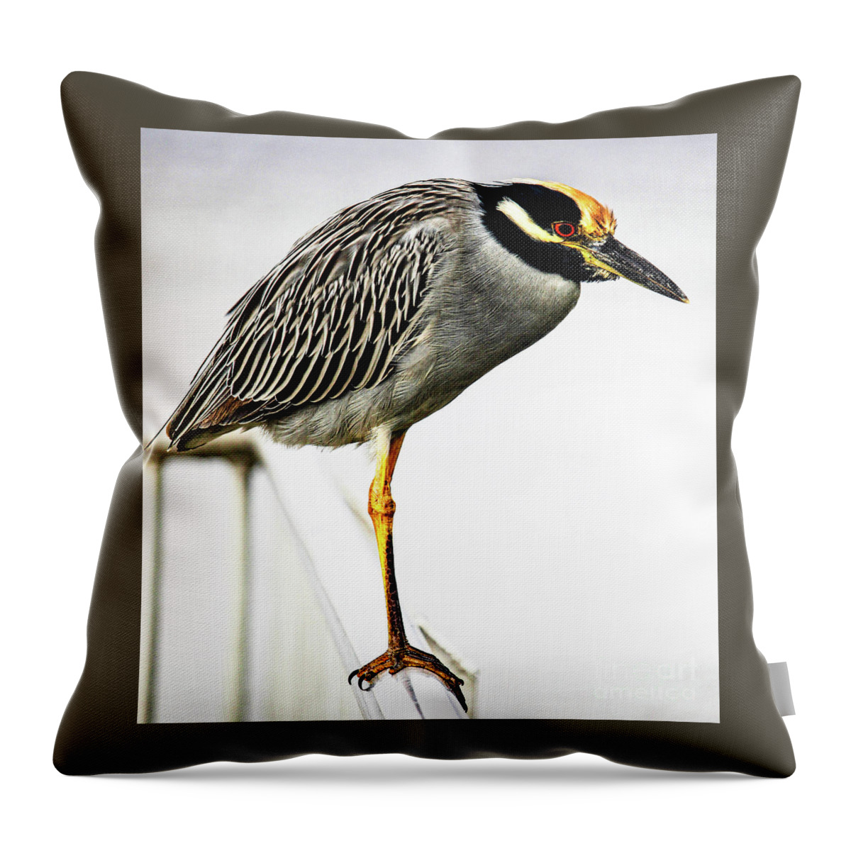 Heron Throw Pillow featuring the photograph Yellow Crowned Night Heron by Joanne Carey
