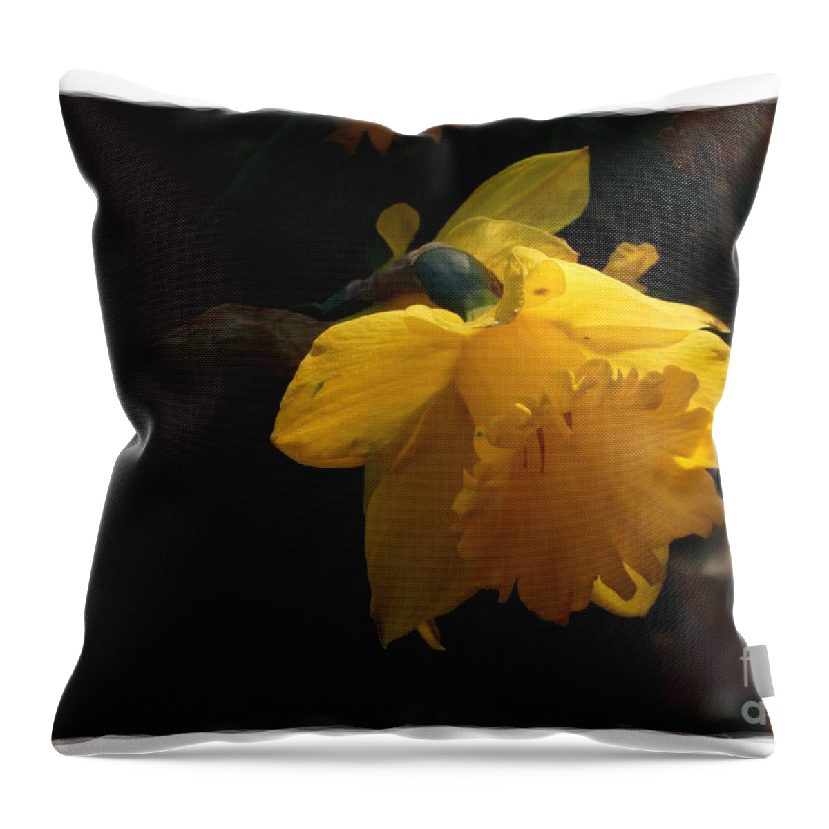 Digital Art Throw Pillow featuring the photograph Yellow Daffodil 6 by Jean Bernard Roussilhe