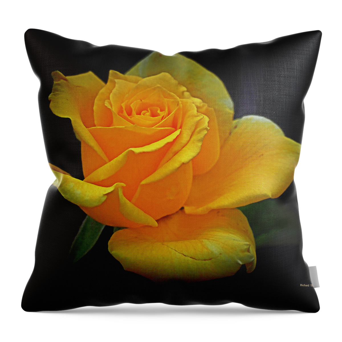 Botanical Throw Pillow featuring the photograph Yellow Rose August by Richard Thomas