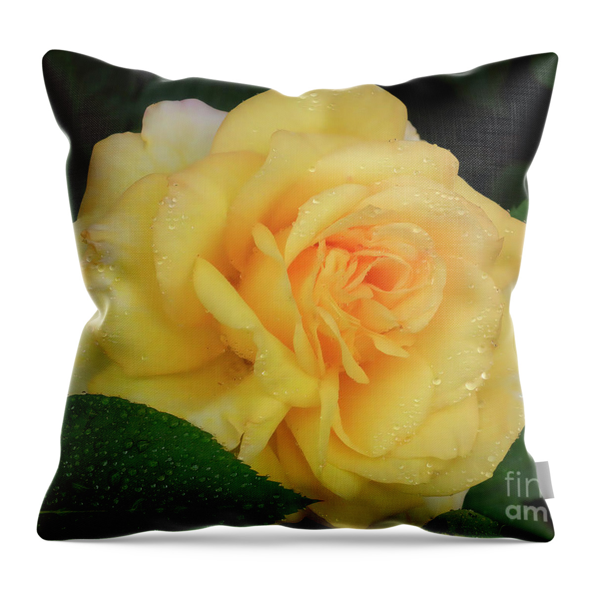 Roses Throw Pillow featuring the photograph Yellow Rose Bloom by Scott Cameron