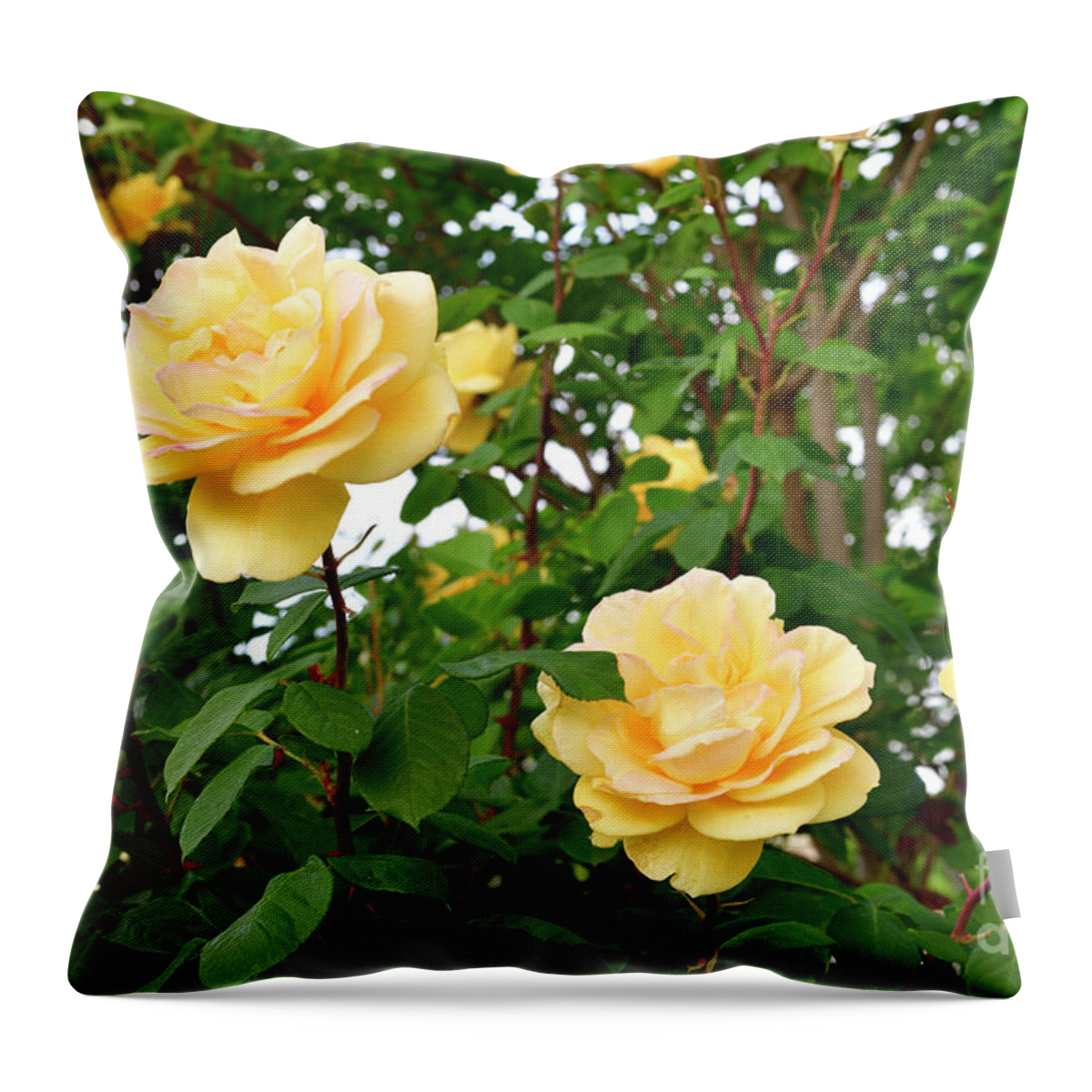 Roses Throw Pillow featuring the photograph Yellow Roses in the Garden by Amazing Action Photo Video