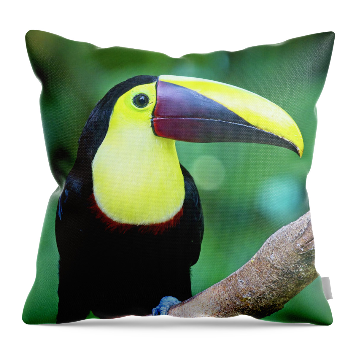 Toucan Throw Pillow featuring the photograph Yellow-throated Toucan Ramphastos ambiguus Costa Rica by Tony Mills