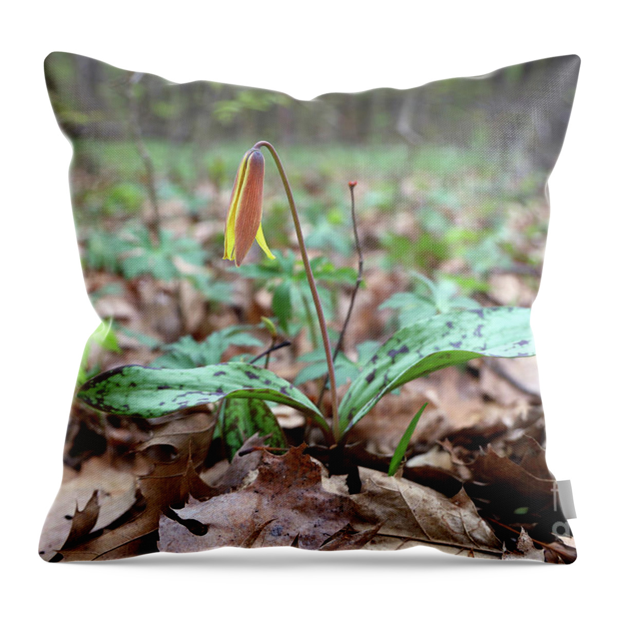 Yellow Trout Lily Throw Pillow featuring the photograph Yellow Trout Lily-Erythronium americanum 0003 by Jack Schultz
