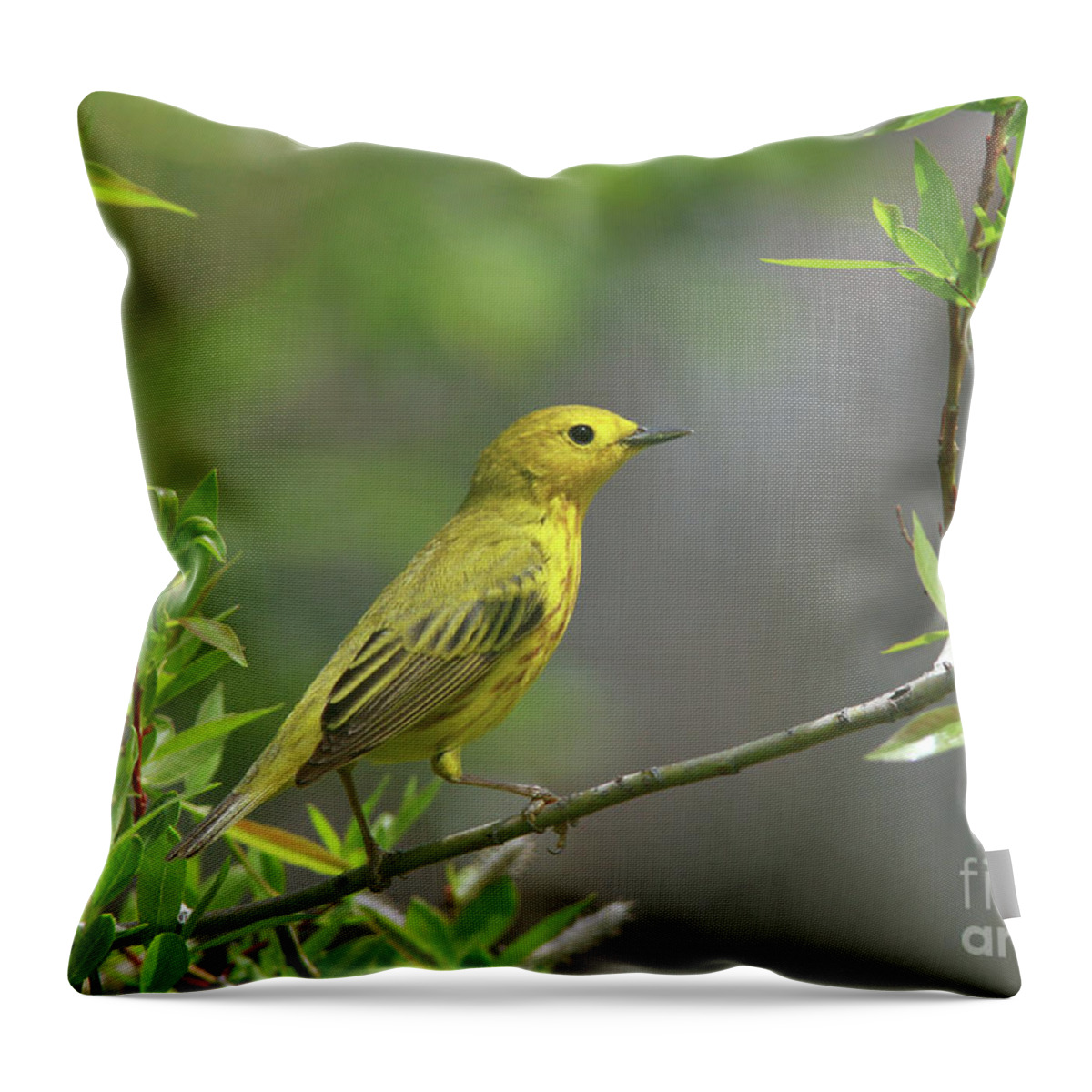 Yellow Warbler Throw Pillow featuring the photograph Yellow Warbler by Gary Wing