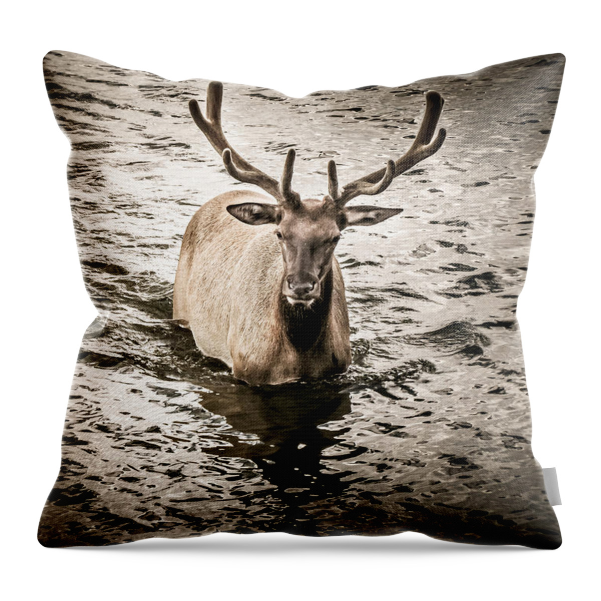 Elk Throw Pillow featuring the photograph Yellowstone Elk by Allin Sorenson