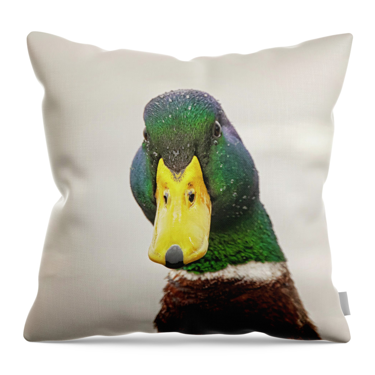 Allard Throw Pillow featuring the photograph You Looking at Me by Bob Decker