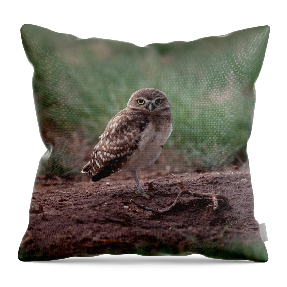 Burrowing Throw Pillow featuring the photograph Young Burrowing owl on one Leg by Gary Langley