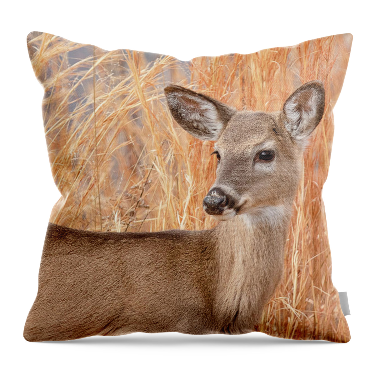 Animal Throw Pillow featuring the photograph Young Deer in Tall Grass Closeup by Joni Eskridge